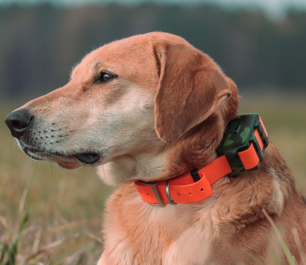 Localizador à Prova d'Água IP6 - Outdoor Hunting Dog Collar avaliação e preço